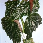 Begonia Barbara Rose-2