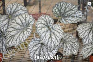 Begonia 'Grey Ghost'