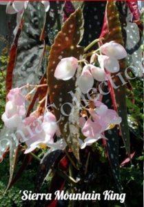 Begonia 'Sierra Mountain King'