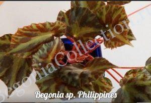 Begonia sp. Philippines