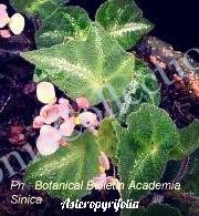 Begonia_asteropyrifolia