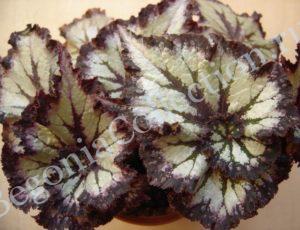 begonia-chocolate-cream