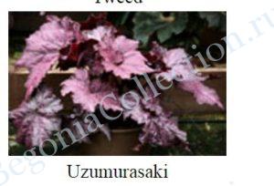 UUkDhWH1VgI