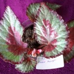 Begonia Beau Rouge