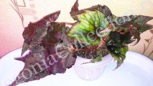 Begonia Black Prince-5