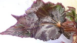 Begonia Black Prince-6