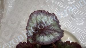 Begonia Blakberry swirl