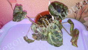 Begonia Burkilii-1