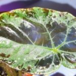 Begonia Burkilii-3