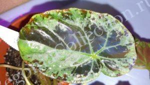 Begonia Burkilii-3