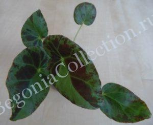 begonia-burkilii-5