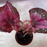 Begonia Color vision-1