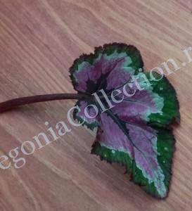 Begonia Cuzco-1