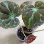 begonia-barsalouxiae
