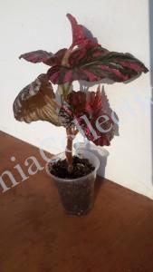 Begonia Breverimosa Exotica
