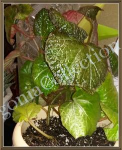 begonia Boomer