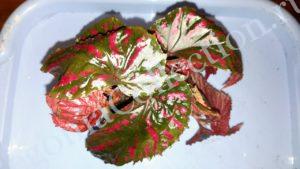 begonia-brevirimosa-6