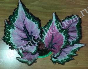 Begonia Cuzco-1-2
