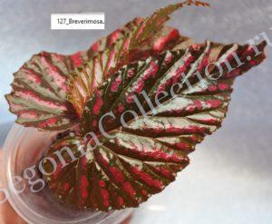 Begonia Breverimosa Exotica-3
