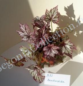 Begonia Benitochiba-зеленая
