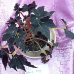 Begonia Black fang