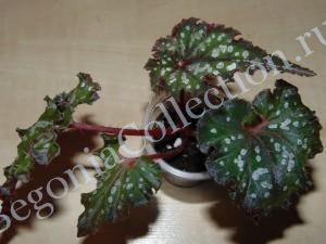 Begonia Frances Valentine-2