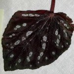 Begonia Black Anna