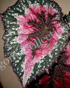 Begonia Carmen or Tim Anderson