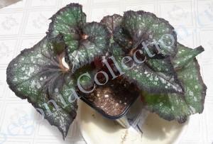 Begonia Charm