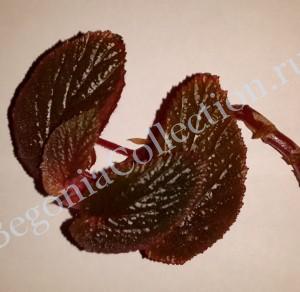 Begonia bachiensis