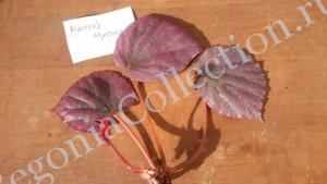 begonia martins mystery