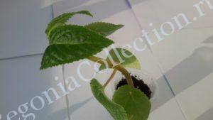 begonia-egregia-2