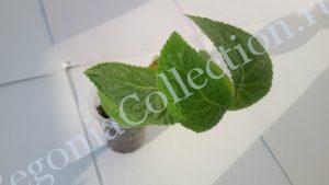begonia-egregia-3