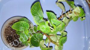 begonia-egregia
