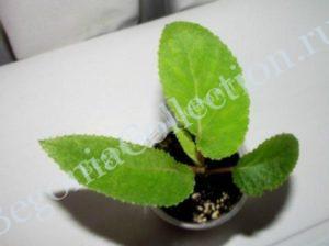 begonia-egregia-4