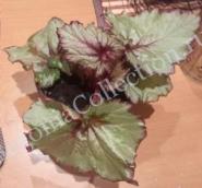 Begonia Raspberry Swirl-4