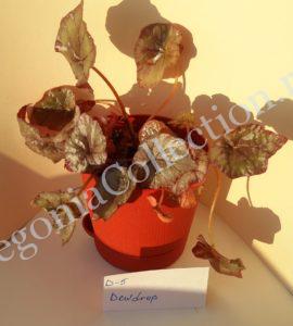 Begonia Dewdrop-1