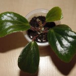 Begonia Blanchii
