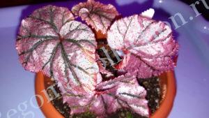 Begonia Arthur Mallet-сайт-2