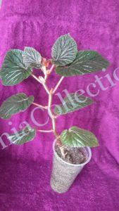 Begonia Bachiensis-3