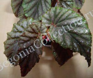 Begonia Bartonea