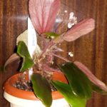 Begonia Blanchii-1