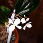 Begonia Blanchii-3