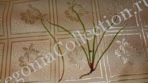 begonia-bognerii-5