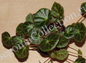 begonia-brooksii-hort-1