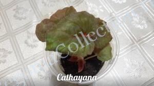 Begonia Catayana