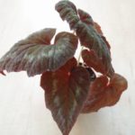 begonia-cathayana-3