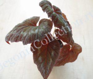 begonia-cathayana-3