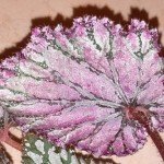 Begonia Charlotte Chifon1