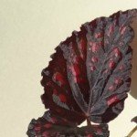 Begonia Cherry in Chocolate-2